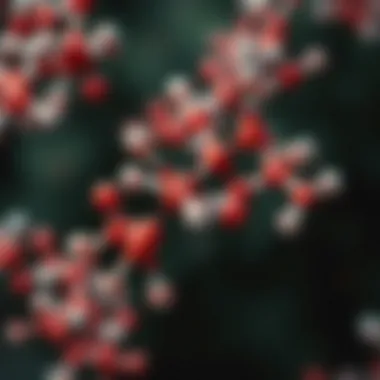 Illustration depicting the role of boron complexes in catalysis.