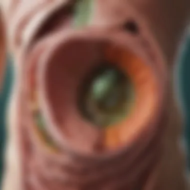 Gallbladder Location within the Digestive System Detailed anatomical illustration showing the gallbladder's location within the digestive system