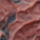 Detailed view of animal tissue slide under a microscope