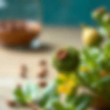 Ayurvedic herbs used in glaucoma treatment