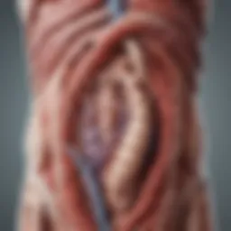 Illustration depicting the anatomy of the gastrointestinal tract highlighting possible bleeding sites