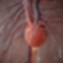 Illustration depicting a CT angiography scan showcasing coronary arteries.