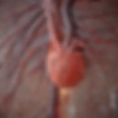 Illustration depicting a CT angiography scan showcasing coronary arteries.