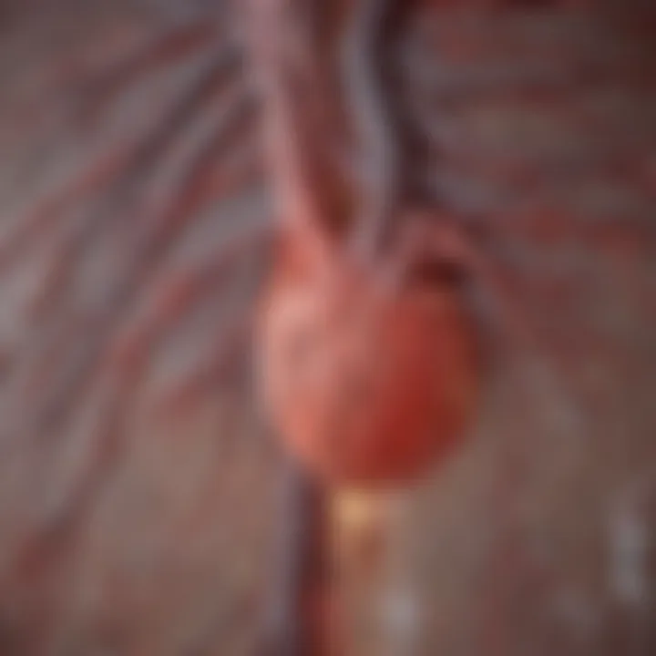 Illustration depicting a CT angiography scan showcasing coronary arteries.