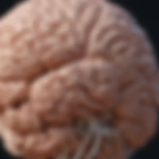 Illustration of brain highlighting areas affected by TIAs