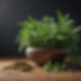 Variety of herbs known for their health benefits in diabetes management