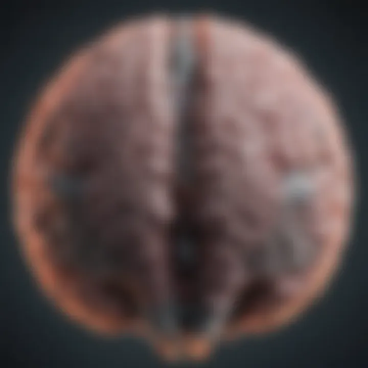 Illustration showcasing the brain activity measured by fMRI