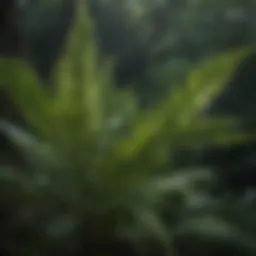 Eurycoma longifolia plant showcasing its distinct leaves