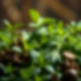 A collection of various herbs known for their medicinal properties