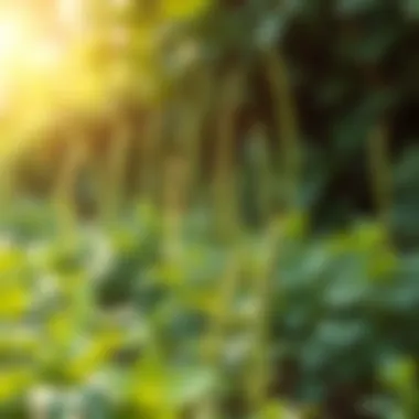 A serene landscape with herbal plants growing naturally