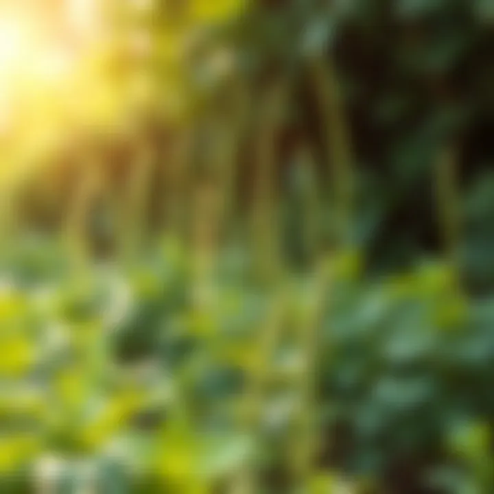 A serene landscape with herbal plants growing naturally