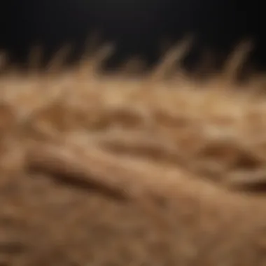 Close-up of whole grains showcasing their fiber content
