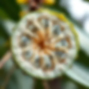 Cross-section of soursop showcasing its unique texture