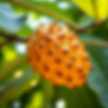 Soursop leaves illustrating its natural habitat