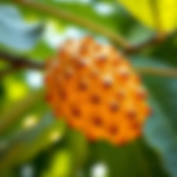 Soursop leaves illustrating its natural habitat