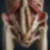 A visual representation of rickets in children's bones highlighting areas of weakness and abnormal growth.