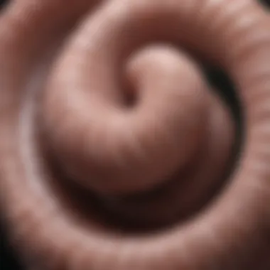 Exploring Conventional Treatment Options for Tapeworms Conventional treatment options