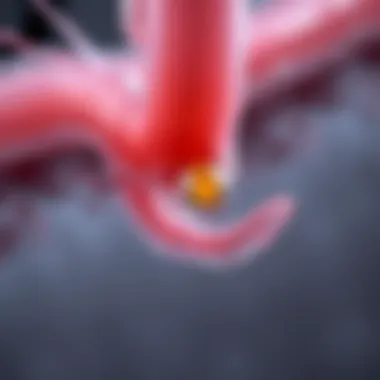 Diagram showing hair follicle affected by Candida