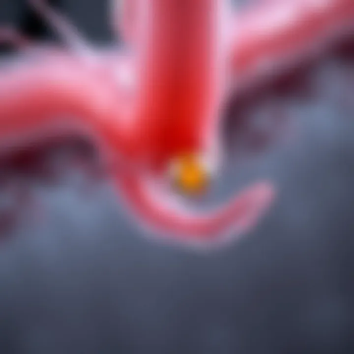 Diagram showing hair follicle affected by Candida