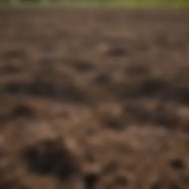 Agricultural Field Highlighting Soil Health A lush agricultural field with improved soil health
