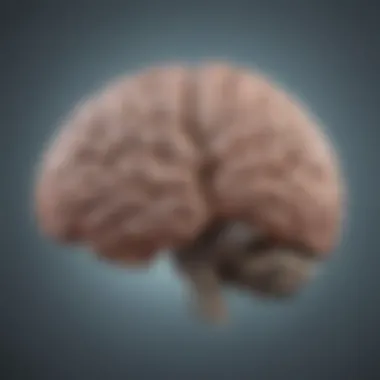 Brain Areas Impacted by Magnesium Deficiency A brain illustration showing areas affected by magnesium deficiency.