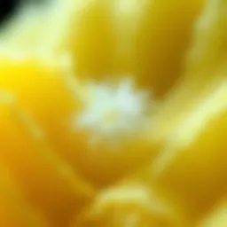 Detailed view of Maxorb alginate wound dressing fibers