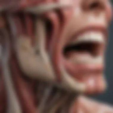 Anatomical diagram of the temporomandibular joint muscles