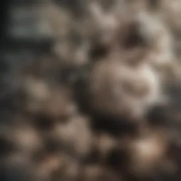 Close-up view of various edible mushrooms showcasing their unique textures and colors.