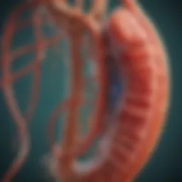 Illustration of kidney anatomy highlighting nephron structure