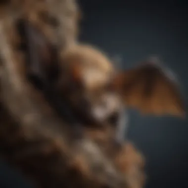 Bat Roosting Adaptations Close-up of a bat hanging upside down in its roosting spot, highlighting its unique adaptations.