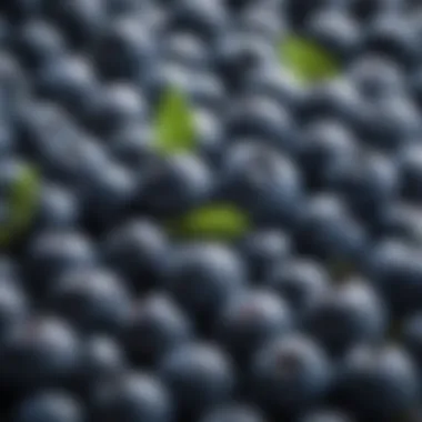 Close-up of blueberries rich in antioxidants