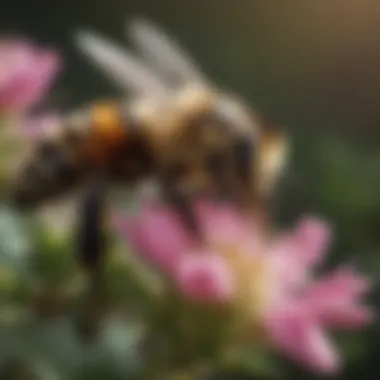 Close-up of a bee collecting pollen from a flowering shrub.