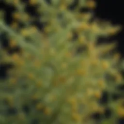 A close-up of ragweed pollen under a microscope showcasing its structure