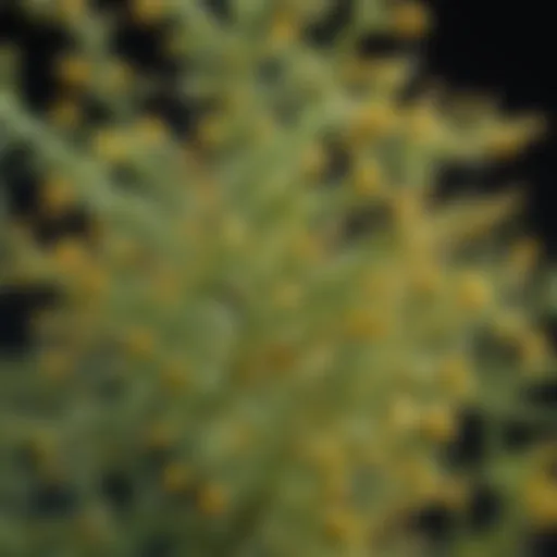 A close-up of ragweed pollen under a microscope showcasing its structure