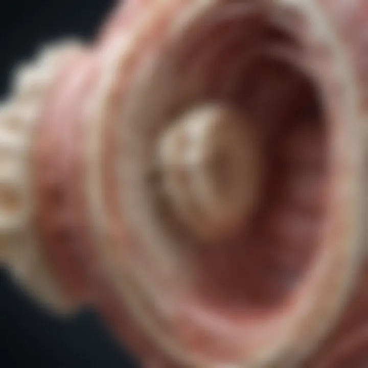 Detailed view of joint cartilage structure showcasing its layers and composition