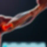 Anatomy of the Biceps Tendon Anatomical illustration of the biceps tendon