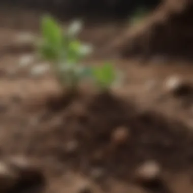 Understanding Soil Acidity and Alkalinity Visual representation of soil acidity and alkalinity