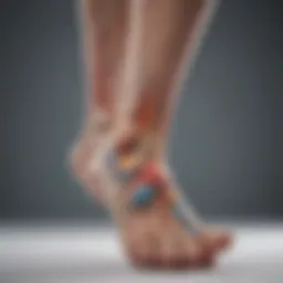 Anatomy of the foot showcasing areas affected by heel pain