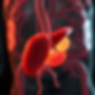 Illustration of the pancreas highlighting its functional roles in digestion and metabolism.