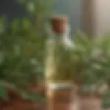 Close-up of tea tree oil in a glass bottle surrounded by fresh tea tree leaves