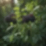 Elderberry plant with ripe berries