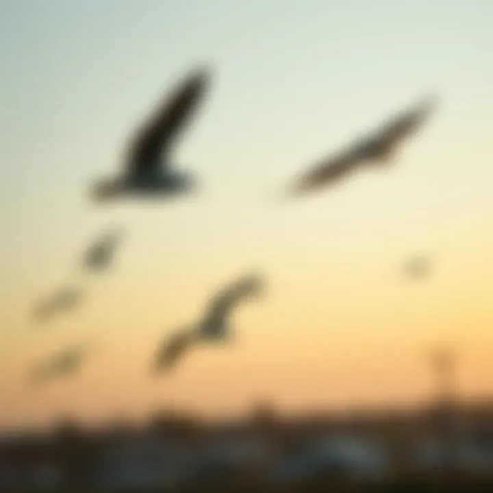 Migrating birds adjusting flight patterns