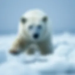 Polar bear on melting ice cap