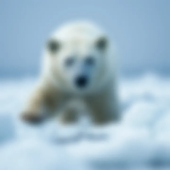 Polar bear on melting ice cap
