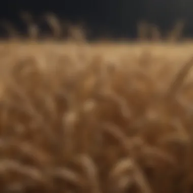 Comparison of wheat yield with different nitrogen levels