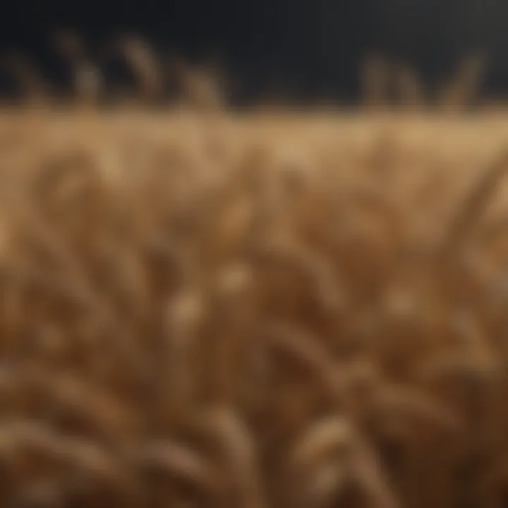 Comparison of wheat yield with different nitrogen levels