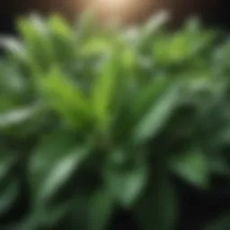 Peppermint leaves showcasing their vibrant green color and unique texture.