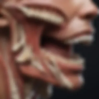 Illustration depicting the functionality of TMJ muscles during jaw movement