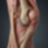 Anatomy of the posterior tibial tendon