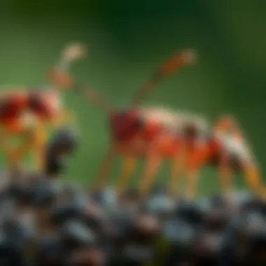 Illustration of different types of ants that cause bites